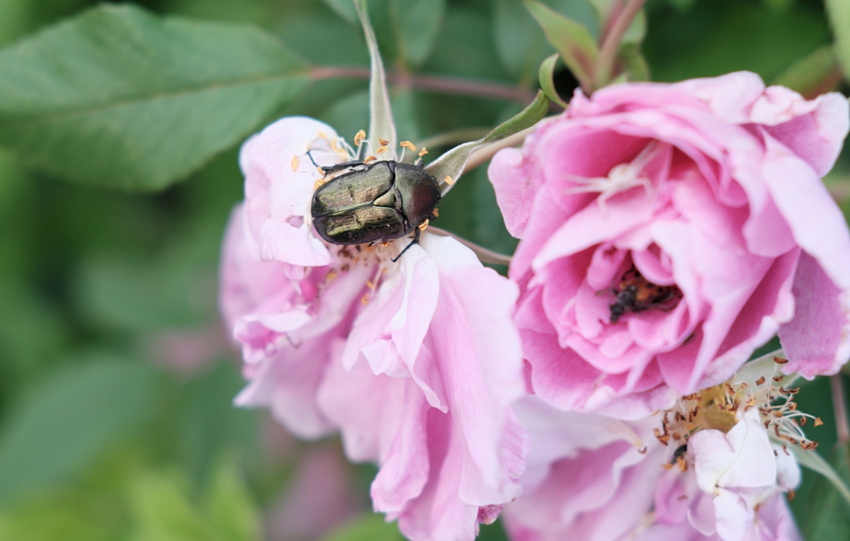 a cetonia aurata beetle sitting on a rose fower c 2021 12 09 11 45 36 utc
