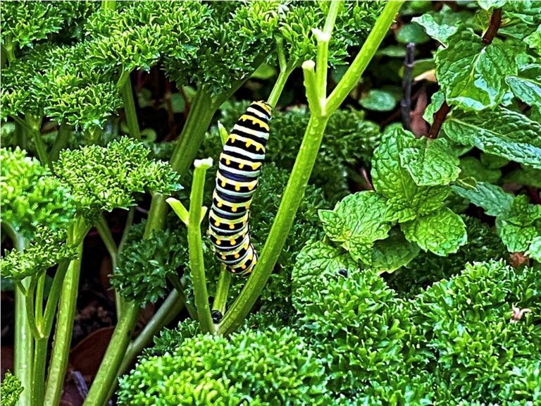 a zebra caterpillar feeds on luscious green plants 2022 11 10 02 52 44 utc