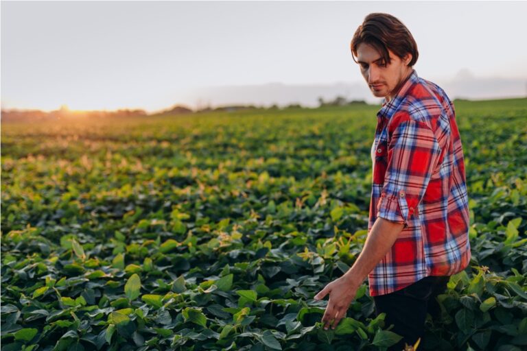 agronomist in a field taking control of the yield touchesa plants. image