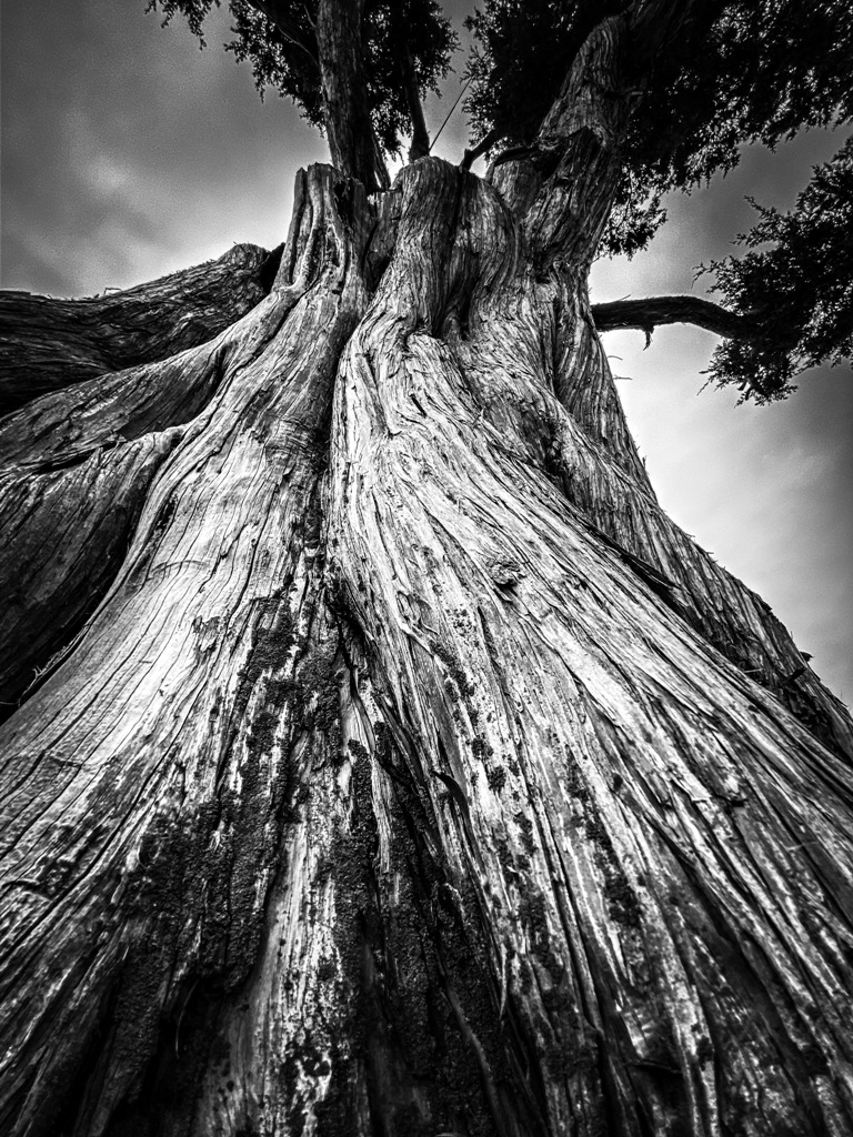 ancient cedar tree 2022 11 11 10 44 56 utc
