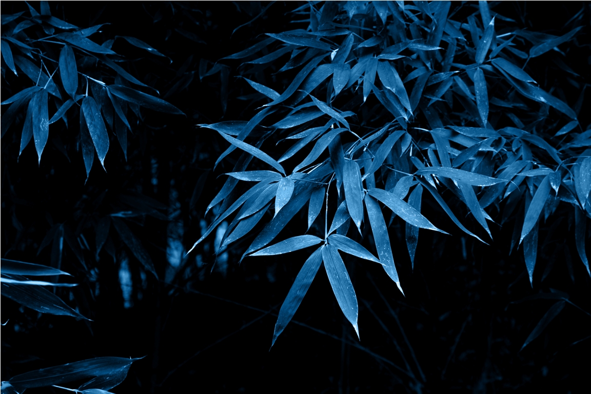 bamboo 2022 11 11 16 54 44 utc