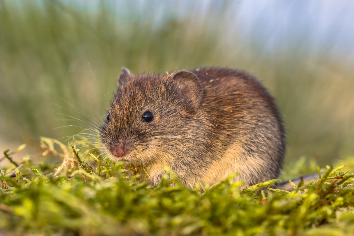 bank vole in backyard grass field