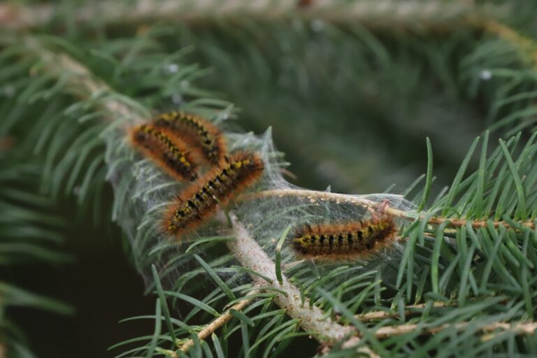 caterpillars on a branch of pine tree 2022 11 02 18 50 33 utc