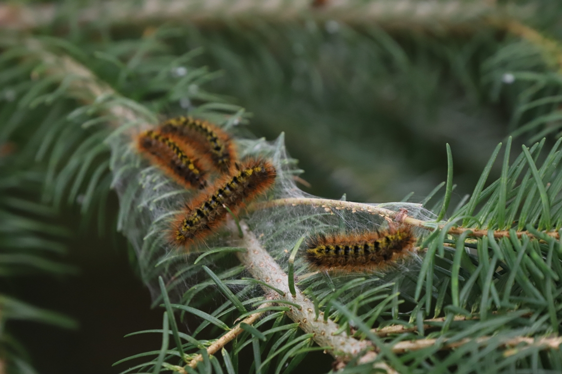 caterpillars on a branch of pine tree 2022 11 02 18 50 33 utc
