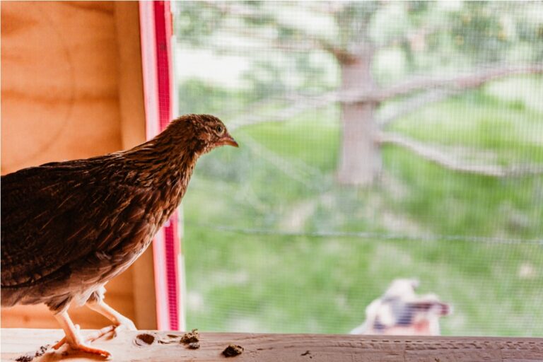 chicken looking out from a chicken coup henhouse t 2022 11 15 18 02 40 utc