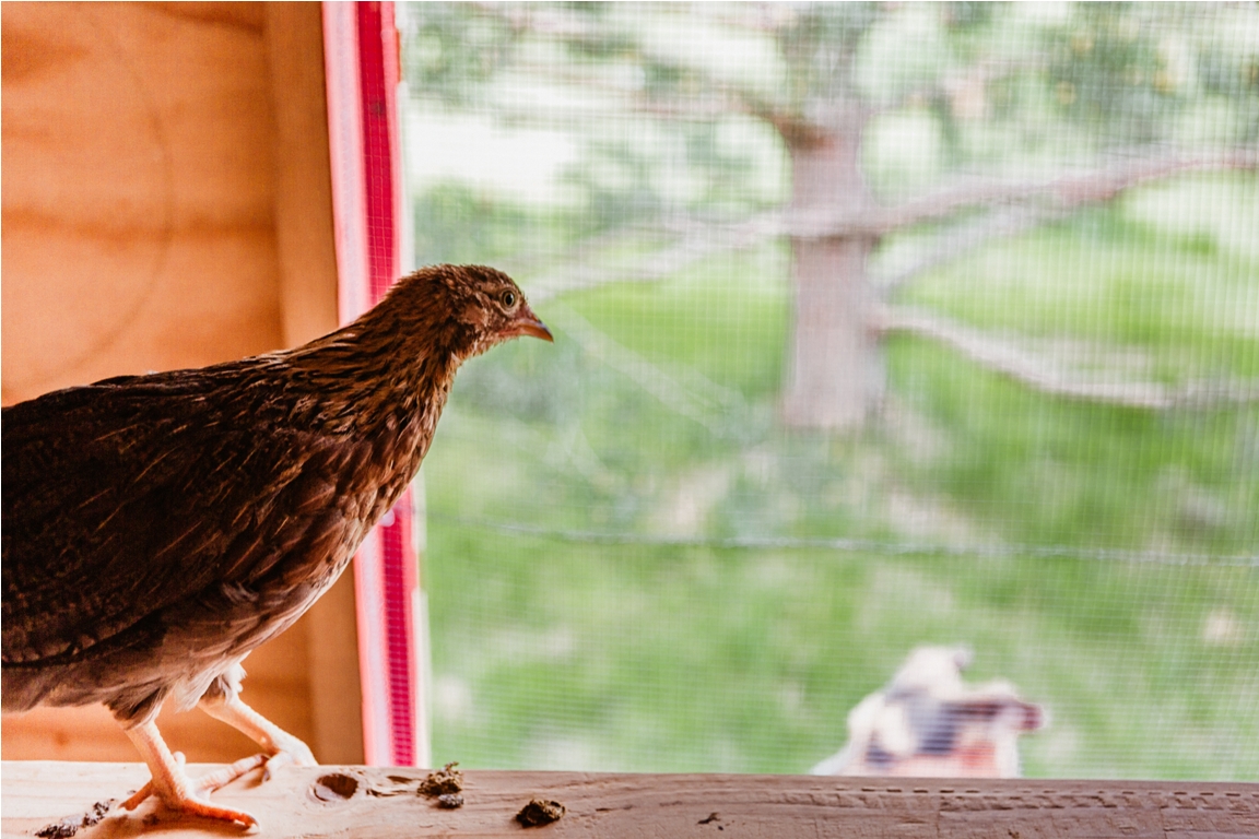chicken looking out from a chicken coup henhouse t 2022 11 15 18 02 40 utc