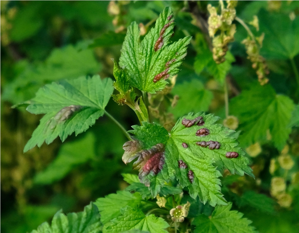 close up brown blisters on green leaves of fungal 2022 11 01 00 11 32 utc