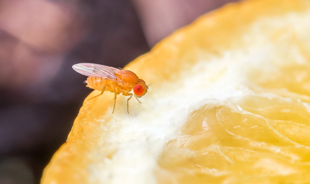 a closeup shot of drosophila on a slice of orange