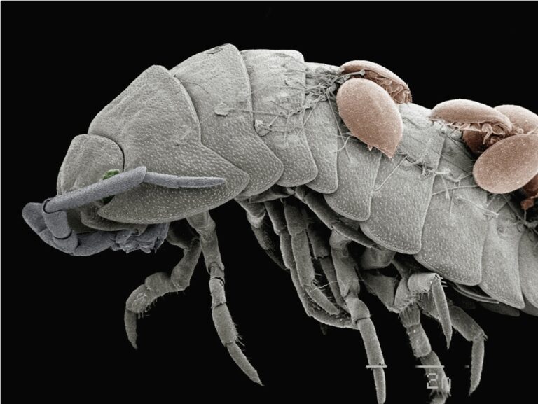 coloured sem of mites on back of pillbug
