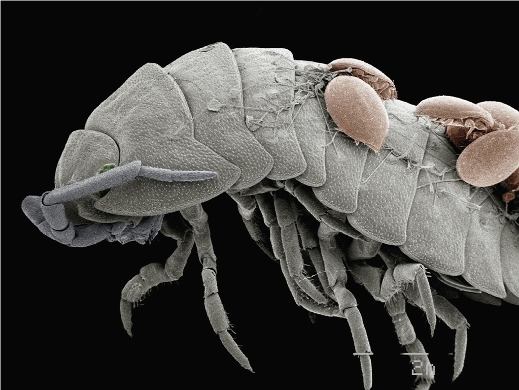 coloured sem of mites on back of pillbug