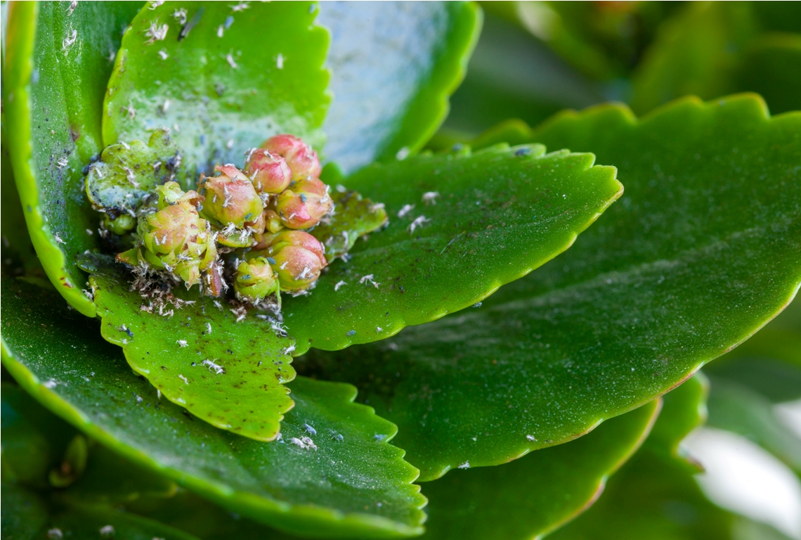 different pests on the buds of a succulent plant.
