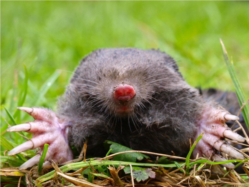 european mole head