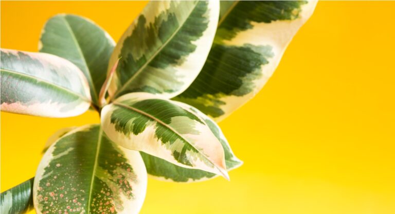 ficus rubber variegate leaf close up with a bud op 2022 01 20 03 45 11 utc
