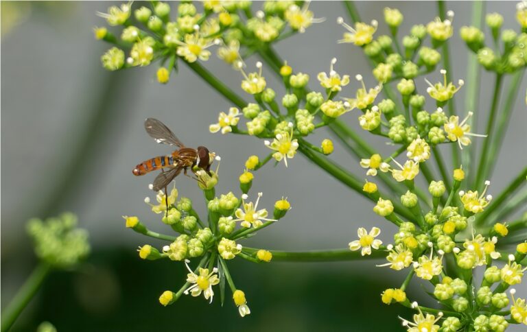 flower fly 2022 11 01 06 57 55 utc