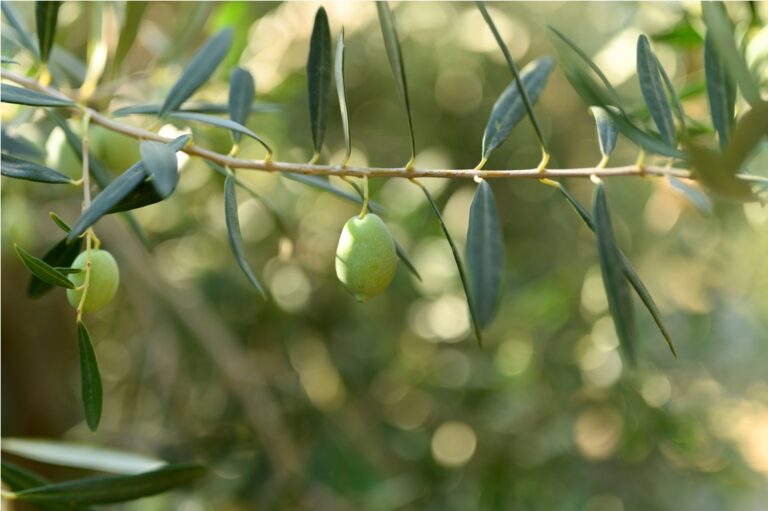 green olives grow on a olive tree branch in the garden. selective focus