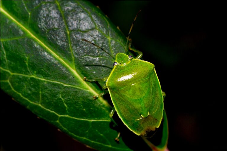 green stink bug 2022 11 01 08 37 46 utc