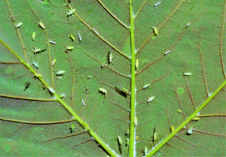 harmful aphidoidea insects