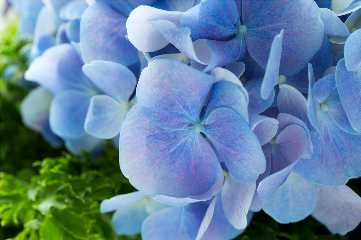 hydrangea