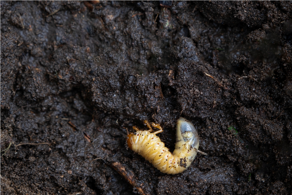 larva of the underground pest of the vegetable gar 2023 04 18 23 27 58 utc