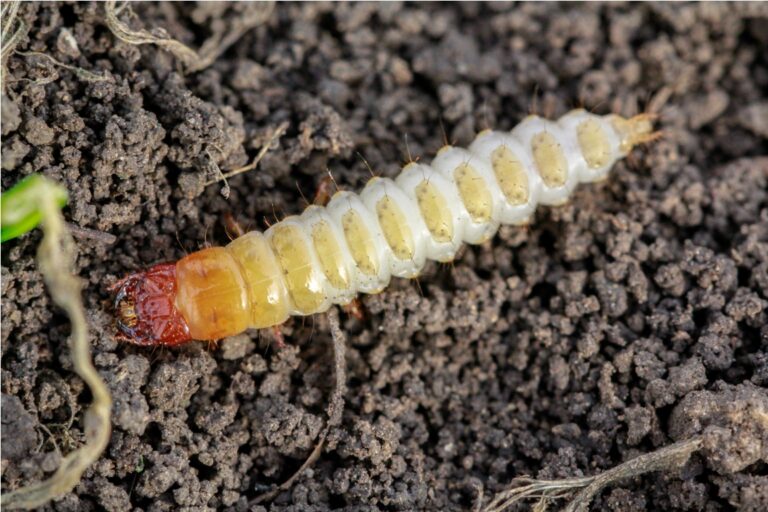 larva of zabrus tenebrioides goeze is a species of 2023 03 27 20 18 49 utc
