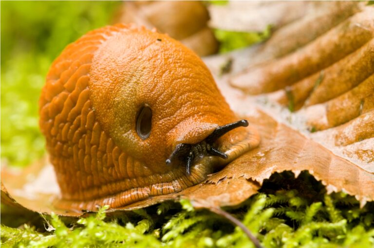 red slug closeup