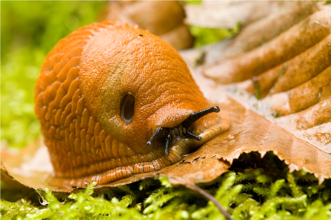 red slug closeup