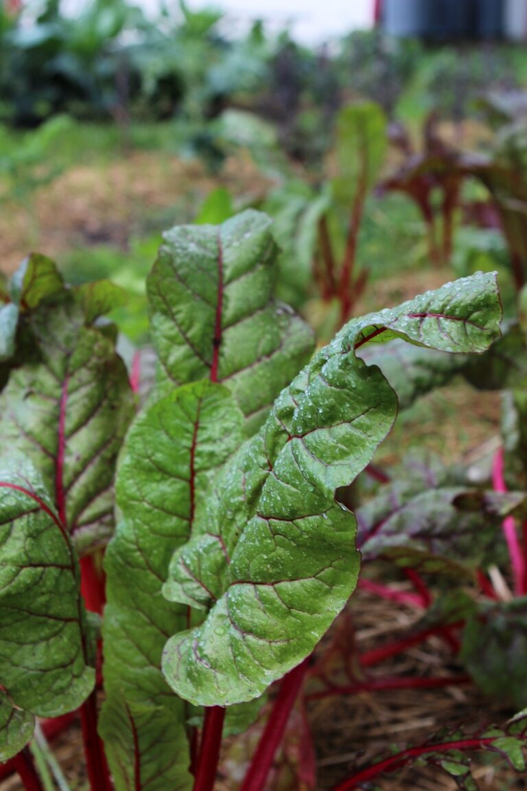 rhubarb 2022 11 09 10 49 03 utc