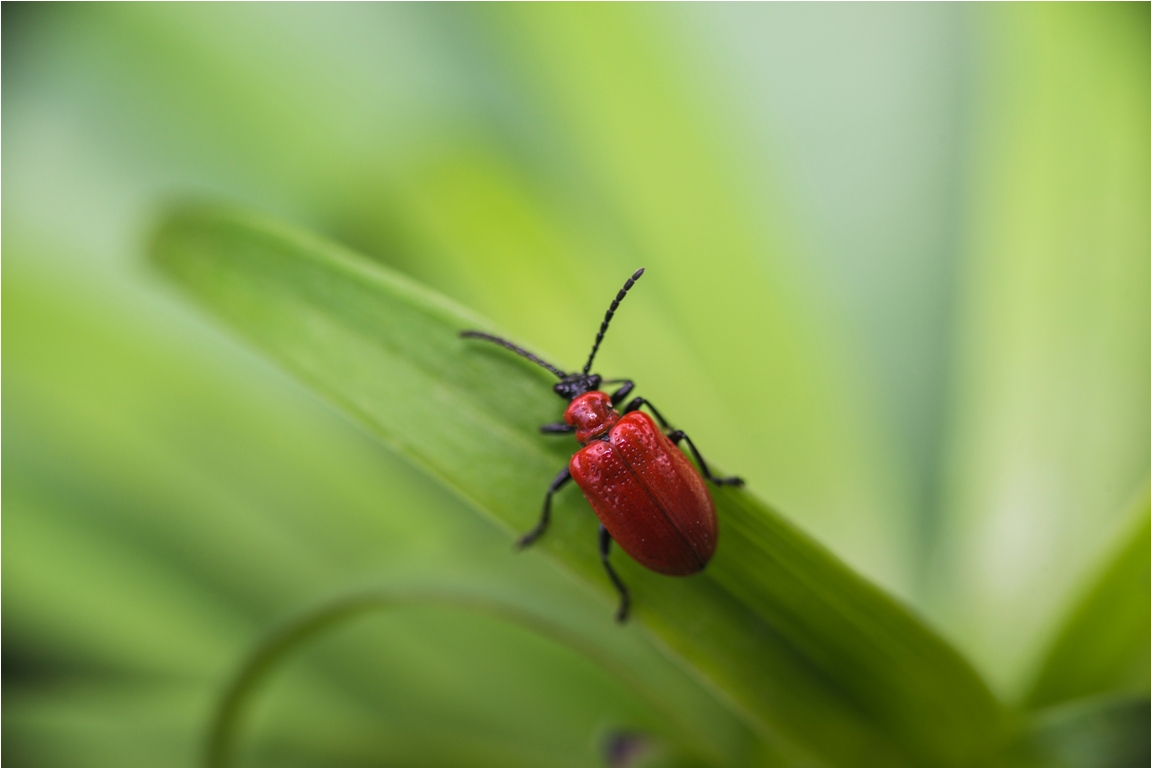 scarlet lily beetle on green leaf 2022 11 15 05 49 14 utc