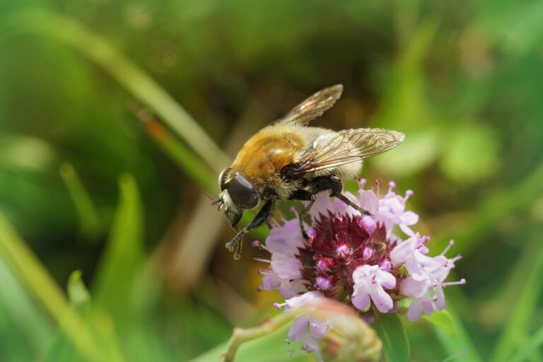 a shallow focus of a narcissus bulb fly on a flower