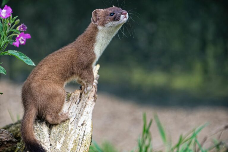 a shallow focus shot of a weasel sitting on a tree remnant in nature