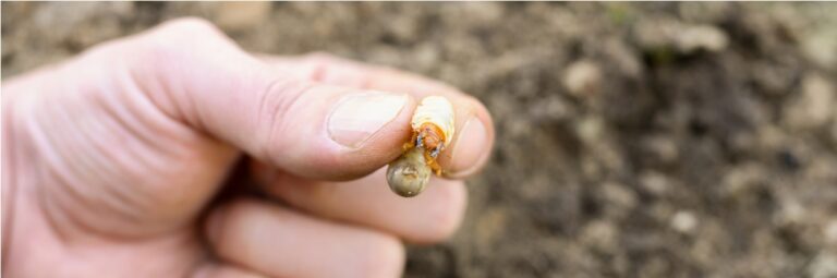 the larva of the may beetle or cockchafer bug in m 2022 11 14 02 07 58 utc
