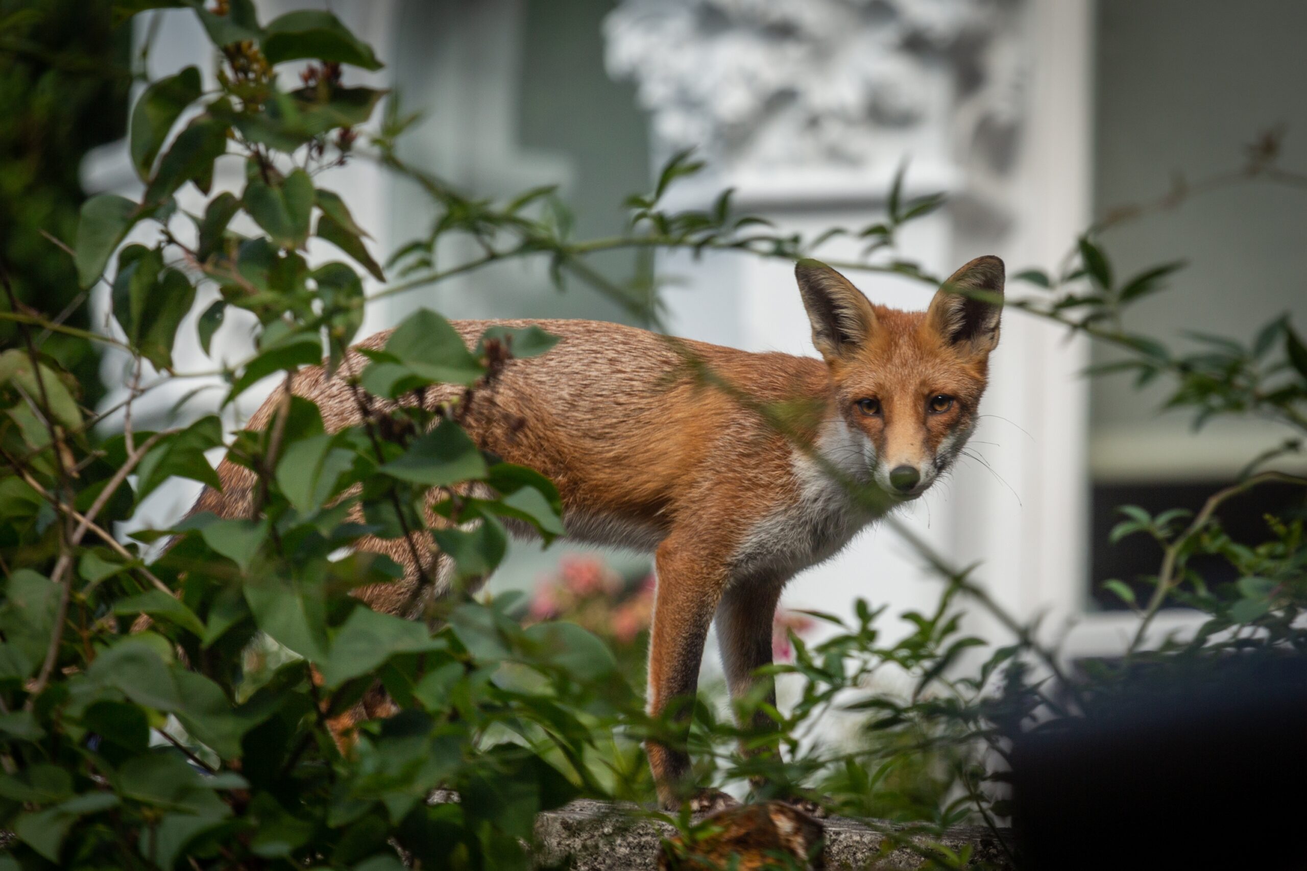 urban fox 2022 11 02 15 54 20 utc