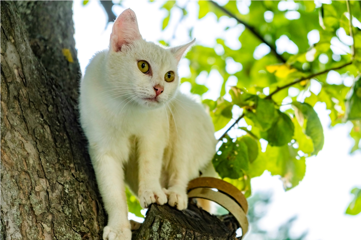 white cat on a tree hunting for a birds. cat background