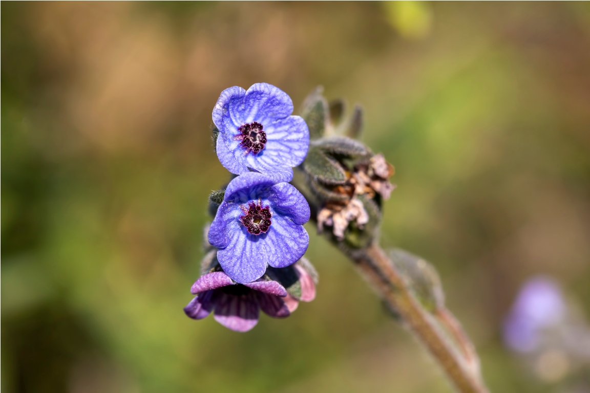 wild plant; scientific name; cynoglossum creticum