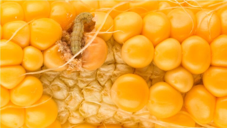 worm eating the corn close up
