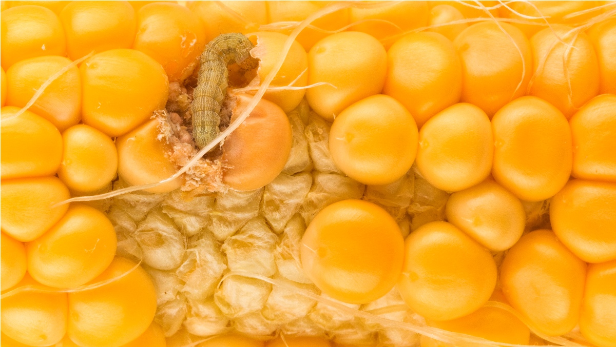 worm eating the corn close up